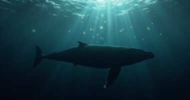 whales halt bitcoin deposits